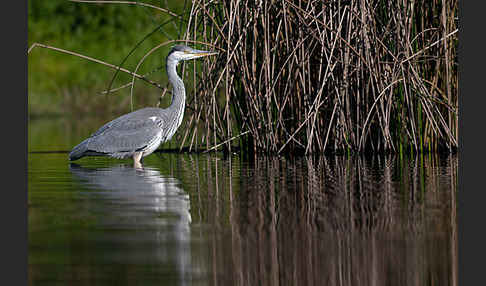 Graureiher (Ardea cinerea)