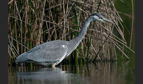 Graureiher (Ardea cinerea)