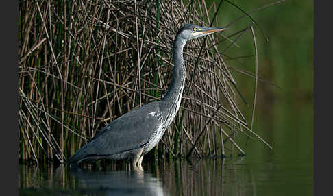 Graureiher (Ardea cinerea)