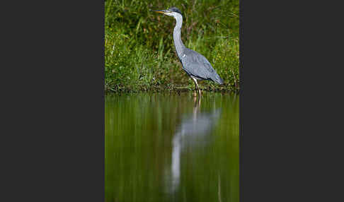 Graureiher (Ardea cinerea)