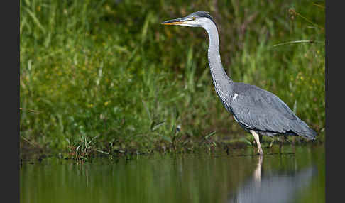 Graureiher (Ardea cinerea)