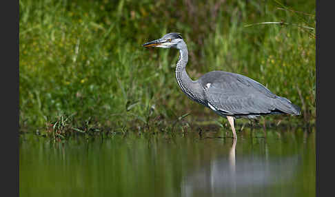 Graureiher (Ardea cinerea)