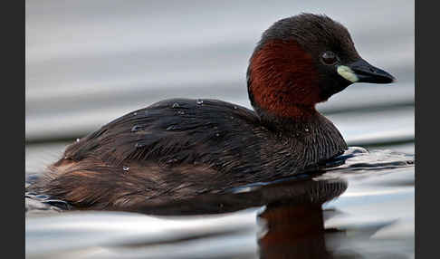 Zwergtaucher (Tachybaptus ruficollis)