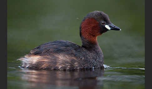 Zwergtaucher (Tachybaptus ruficollis)