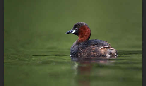 Zwergtaucher (Tachybaptus ruficollis)