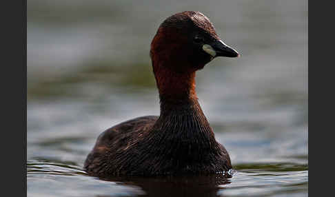 Zwergtaucher (Tachybaptus ruficollis)