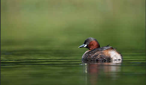 Zwergtaucher (Tachybaptus ruficollis)