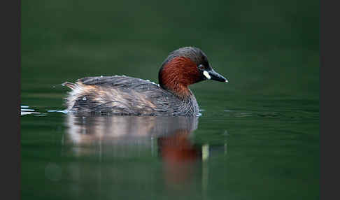 Zwergtaucher (Tachybaptus ruficollis)