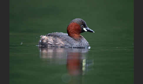 Zwergtaucher (Tachybaptus ruficollis)