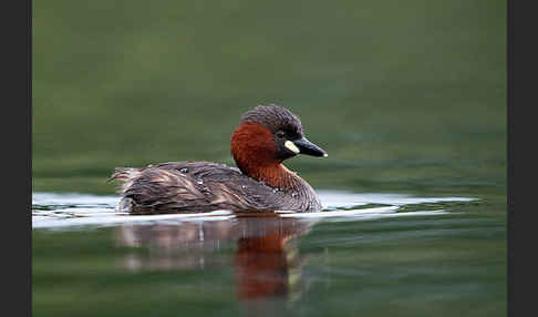 Zwergtaucher (Tachybaptus ruficollis)