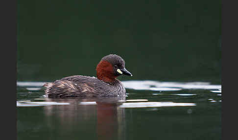 Zwergtaucher (Tachybaptus ruficollis)