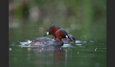 Zwergtaucher (Tachybaptus ruficollis)