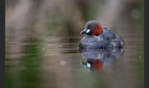 Zwergtaucher (Tachybaptus ruficollis)