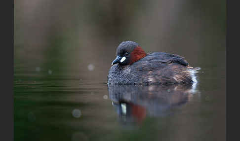 Zwergtaucher (Tachybaptus ruficollis)