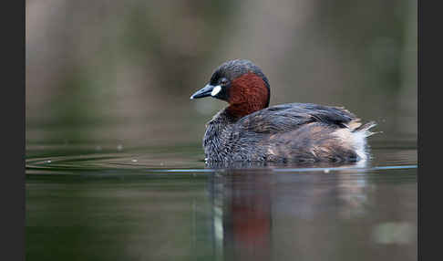 Zwergtaucher (Tachybaptus ruficollis)