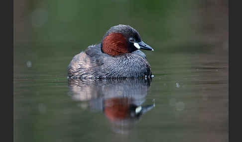 Zwergtaucher (Tachybaptus ruficollis)
