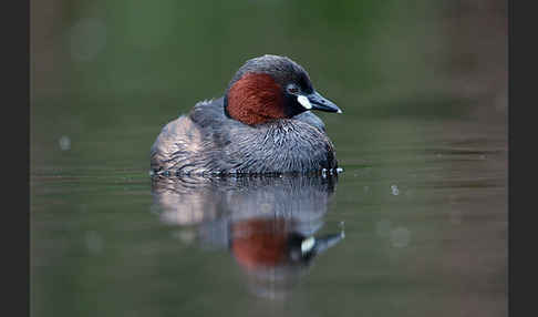 Zwergtaucher (Tachybaptus ruficollis)