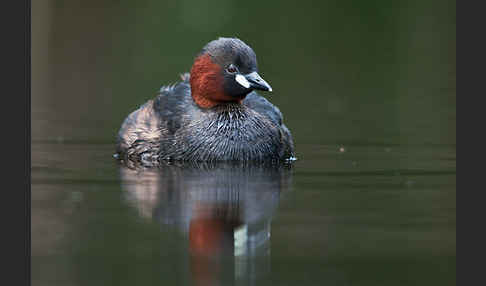 Zwergtaucher (Tachybaptus ruficollis)