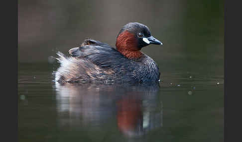 Zwergtaucher (Tachybaptus ruficollis)