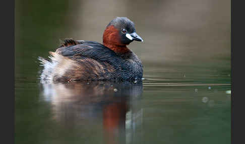 Zwergtaucher (Tachybaptus ruficollis)