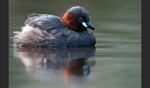 Zwergtaucher (Tachybaptus ruficollis)