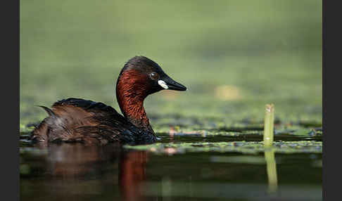 Zwergtaucher (Tachybaptus ruficollis)