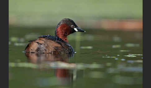 Zwergtaucher (Tachybaptus ruficollis)