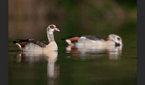 Nilgans (Alopochen aegyptiacus)