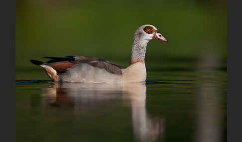 Nilgans (Alopochen aegyptiacus)