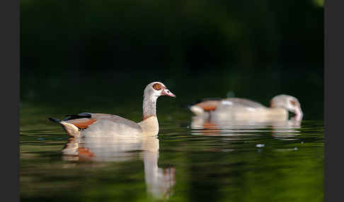 Nilgans (Alopochen aegyptiacus)