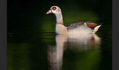 Nilgans (Alopochen aegyptiacus)