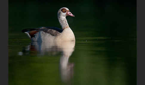 Nilgans (Alopochen aegyptiacus)