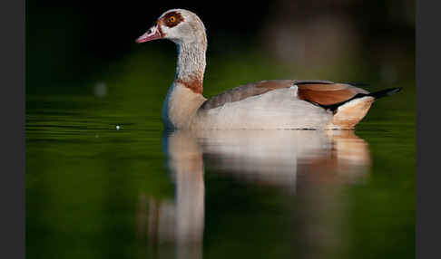 Nilgans (Alopochen aegyptiacus)