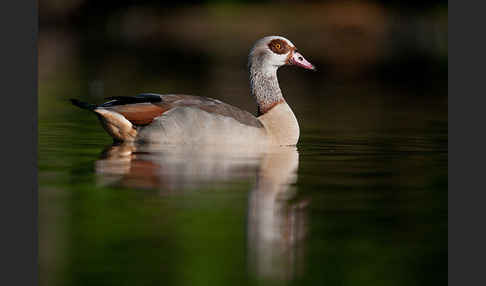 Nilgans (Alopochen aegyptiacus)