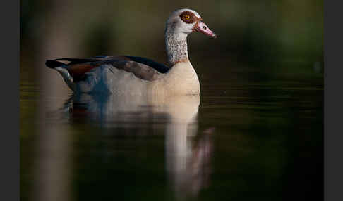 Nilgans (Alopochen aegyptiacus)