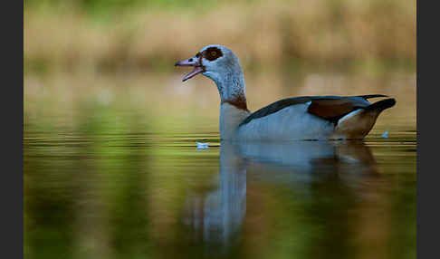 Nilgans (Alopochen aegyptiacus)