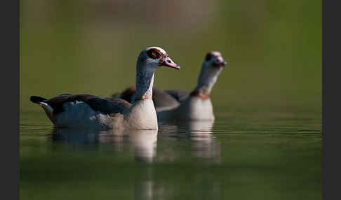 Nilgans (Alopochen aegyptiacus)