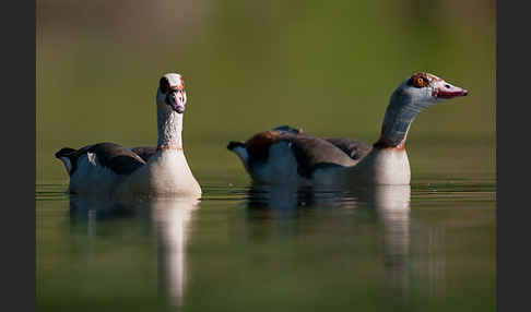 Nilgans (Alopochen aegyptiacus)