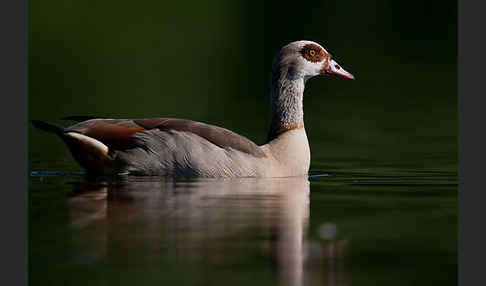 Nilgans (Alopochen aegyptiacus)