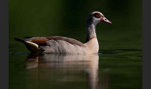 Nilgans (Alopochen aegyptiacus)