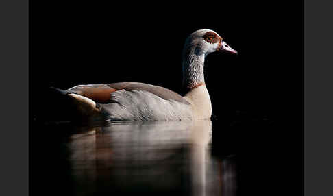 Nilgans (Alopochen aegyptiacus)