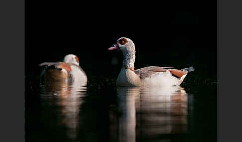 Nilgans (Alopochen aegyptiacus)