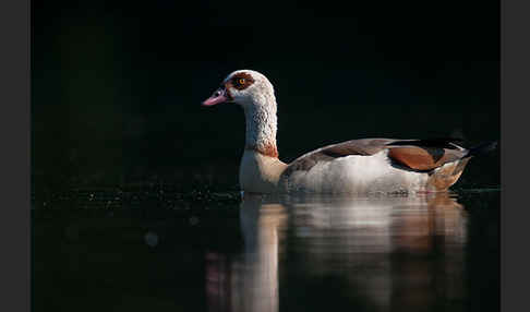 Nilgans (Alopochen aegyptiacus)