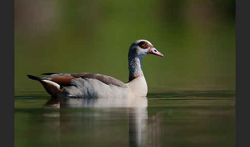 Nilgans (Alopochen aegyptiacus)