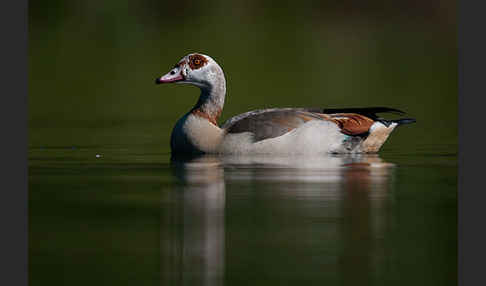 Nilgans (Alopochen aegyptiacus)