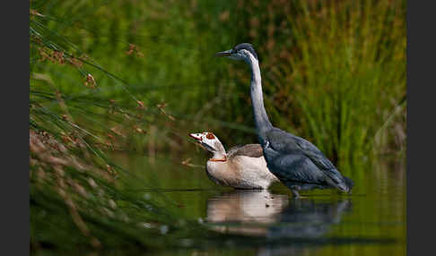 Graureiher (Ardea cinerea)