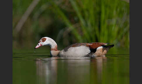 Nilgans (Alopochen aegyptiacus)