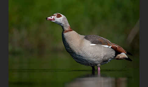 Nilgans (Alopochen aegyptiacus)