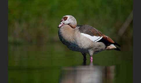 Nilgans (Alopochen aegyptiacus)