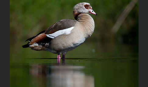 Nilgans (Alopochen aegyptiacus)